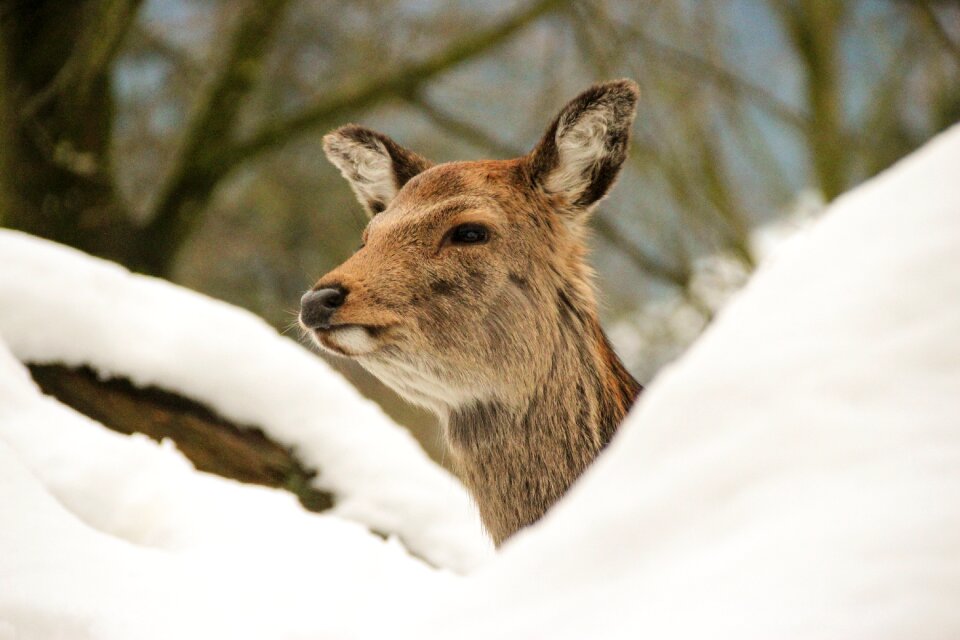 Snow winter