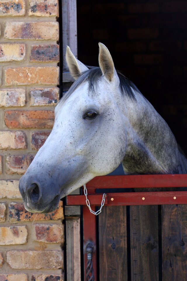 Stable door horse head