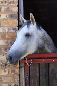 Stable door horse head photo