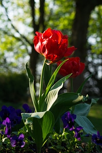 Spring floral blossom