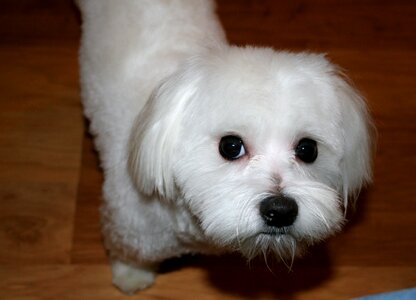 Canine pet pedigree photo