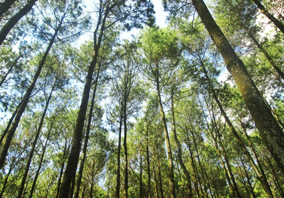 Environment leaves pine trees