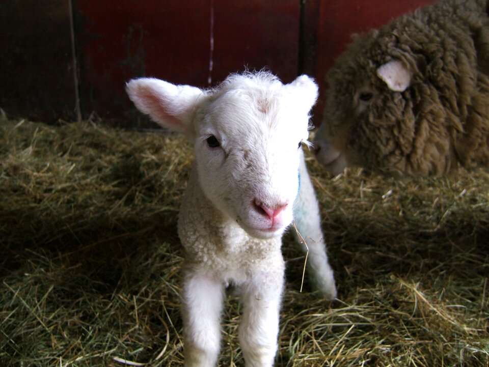 Spring livestock woolly