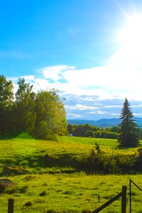 Tree sweden landscapes