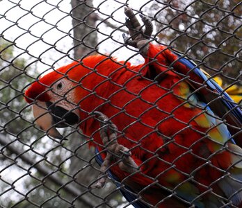 Bird promenade curitiba photo