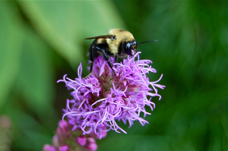 Wings bloom pollination