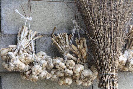 Garlic campaign bunch
