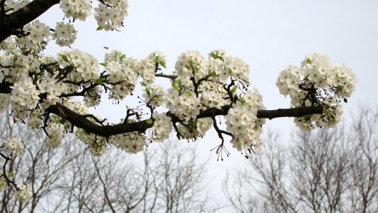 Bloom spring photo