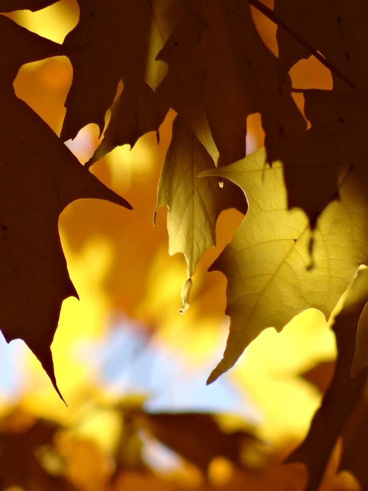 Autumn gold yellow