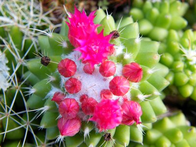 Flowering nature pink