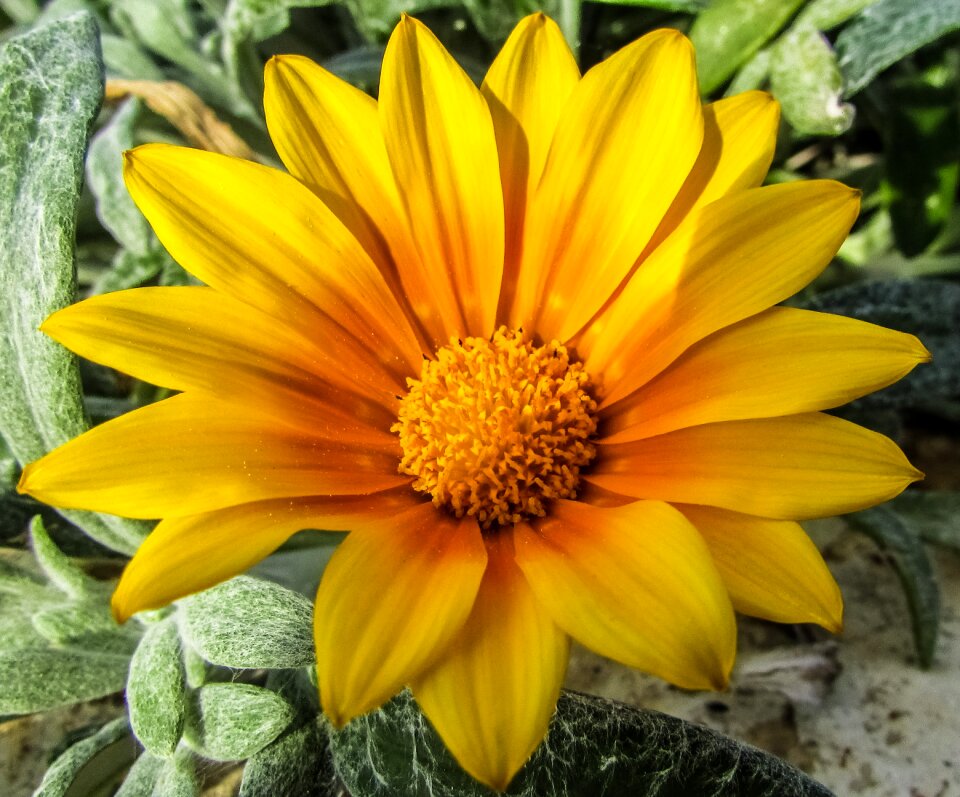 Yellow nature