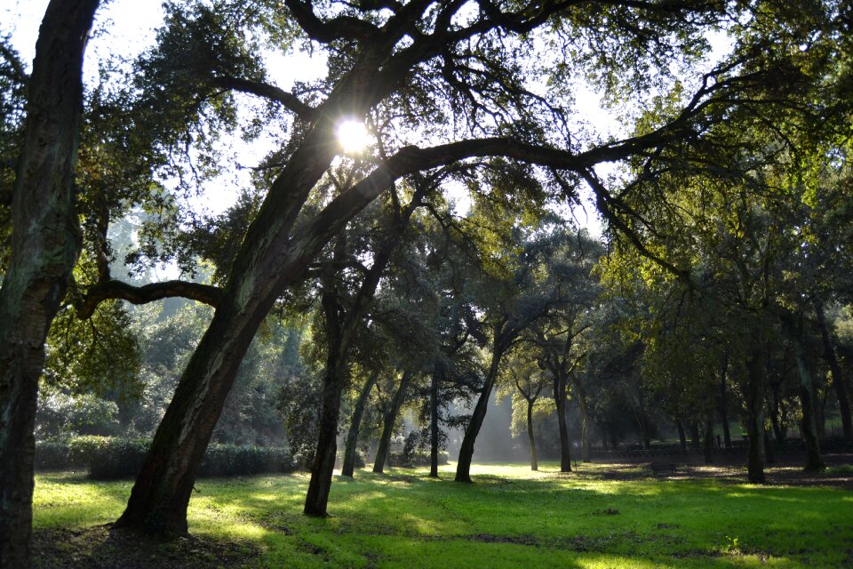 Branches park meditation
