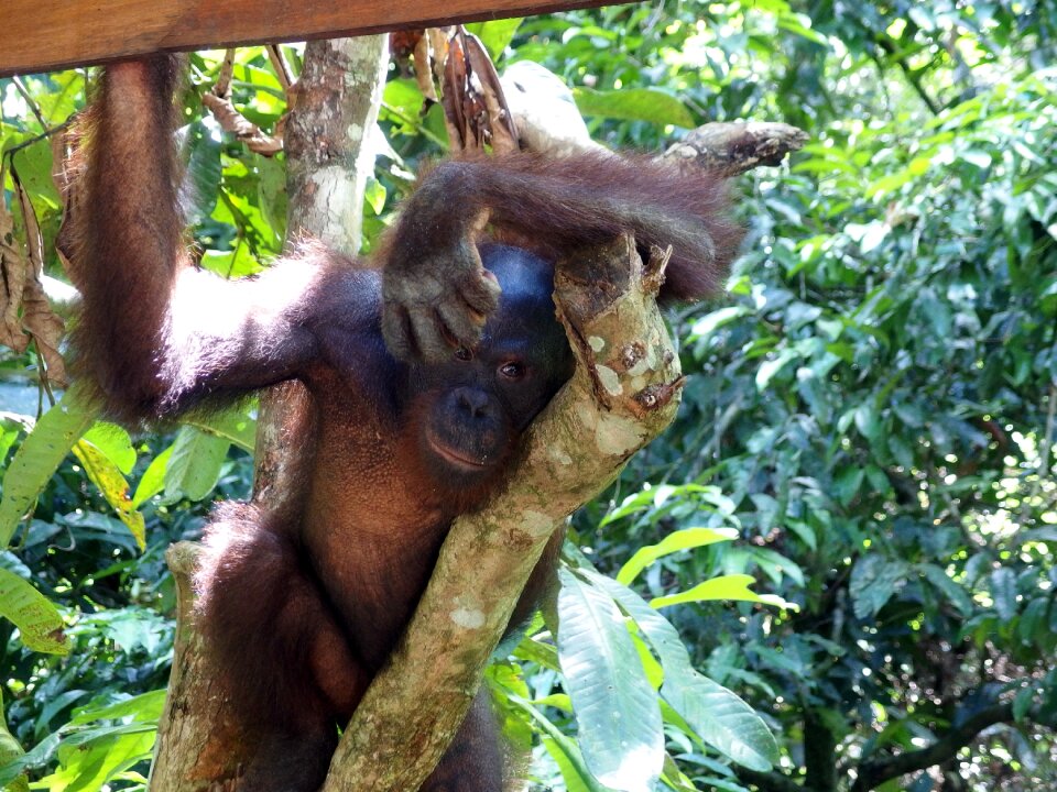 Trees jungle animal
