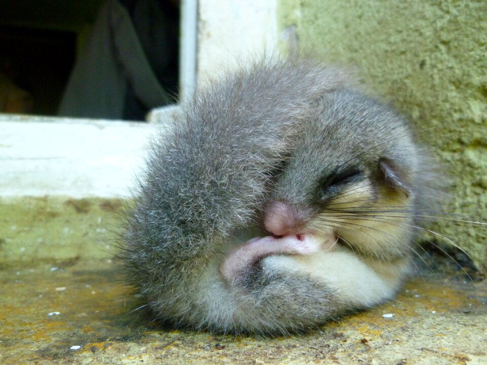 Furry sweet cuddly