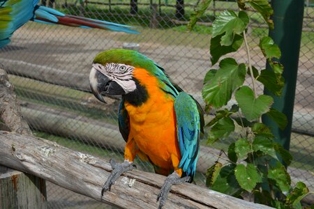 Animals argentina lujan