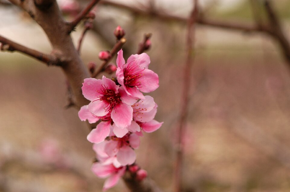Petals life blooming