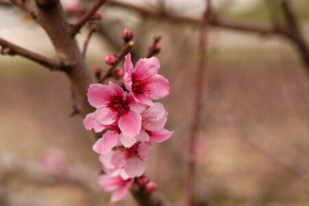 Petals life blooming