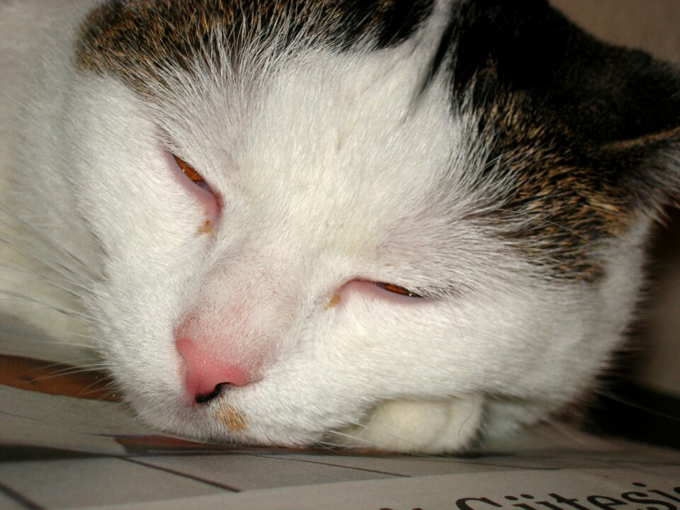 Animal mieze sleep