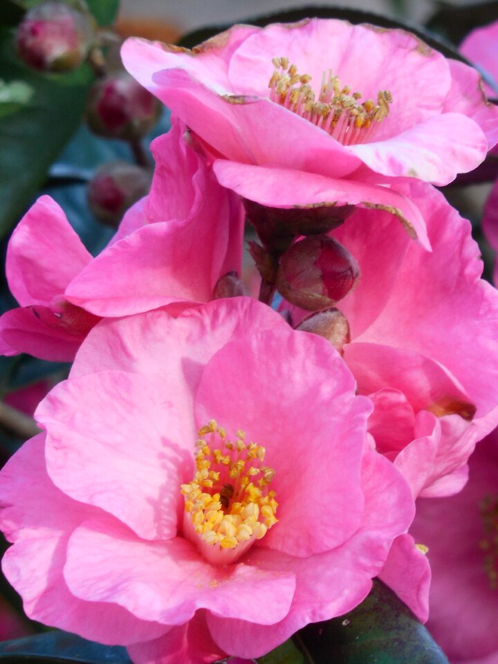 Nature season blossom