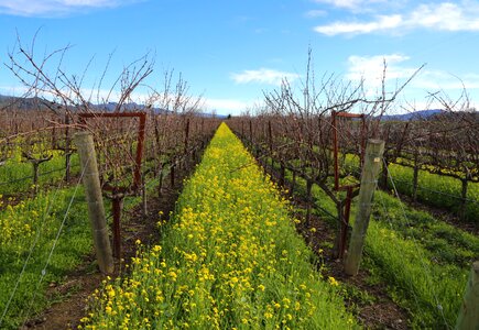 Vineyards california mustard photo