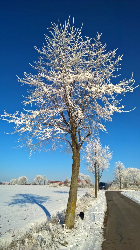 Trees blue sky hoarfrost