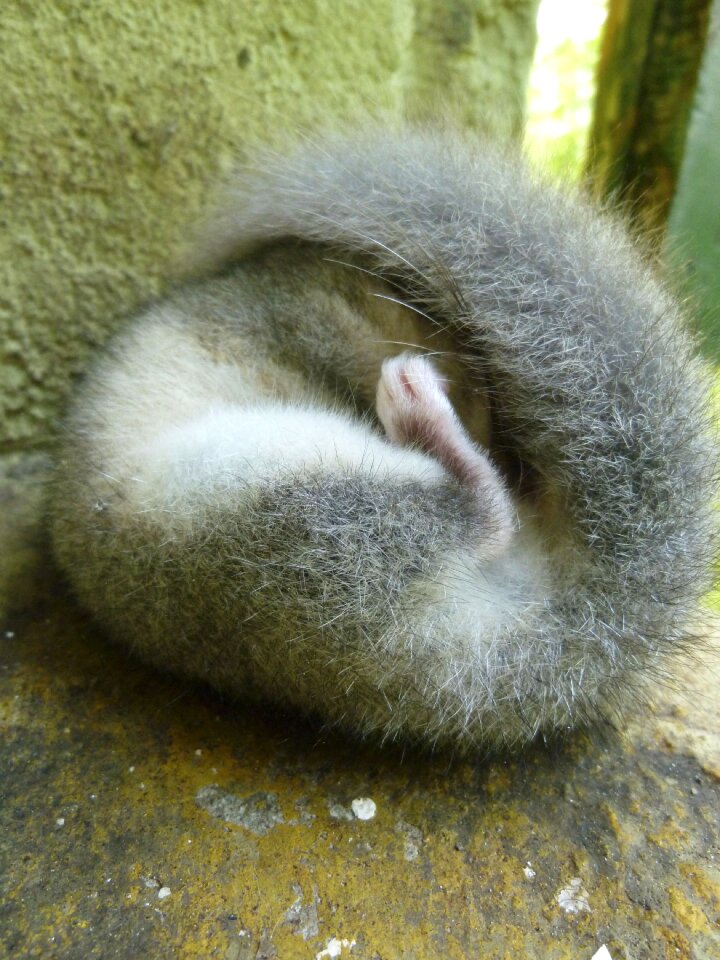 Furry sweet cuddly
