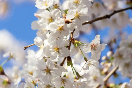 Cherry tree spring japan