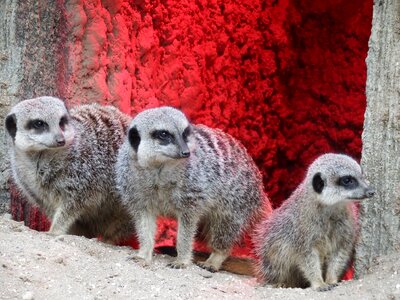 Zoo wildlife