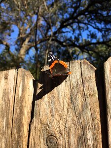 Insect wildlife wings