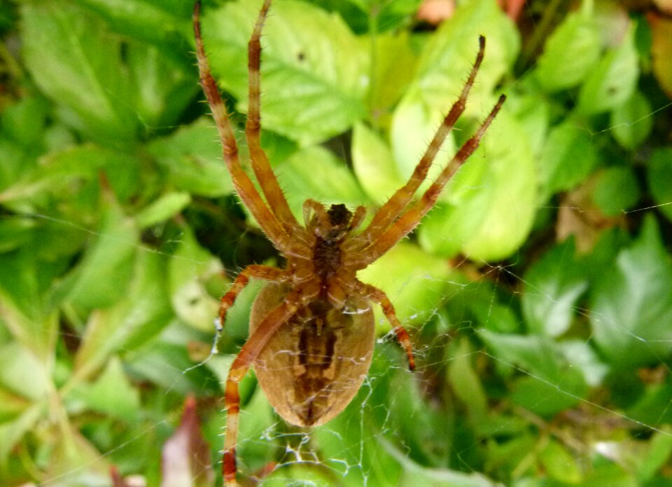 Spider cross-bearer arachnid leafy tree branch
