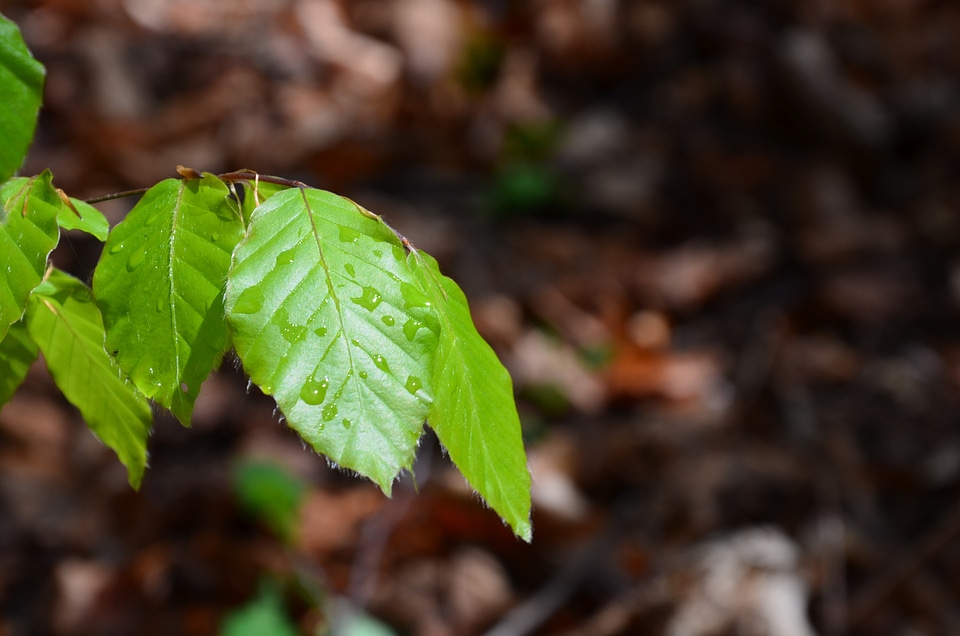 Rain nature plant