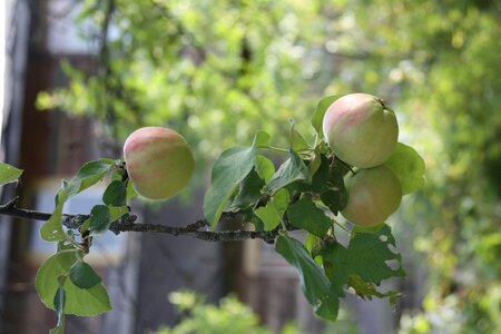 Apple orchard apples fruit