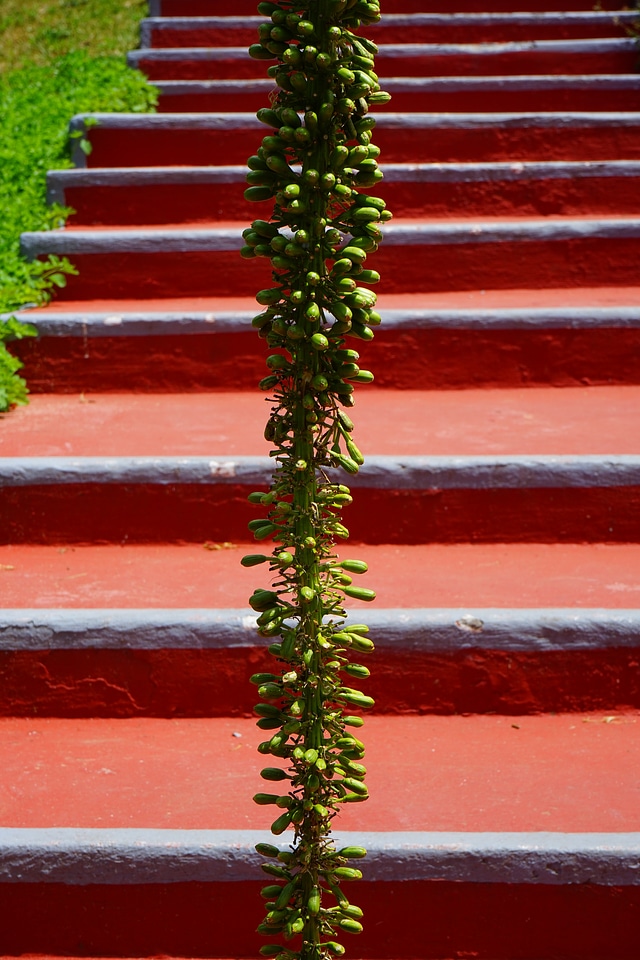 Emergence gradually red