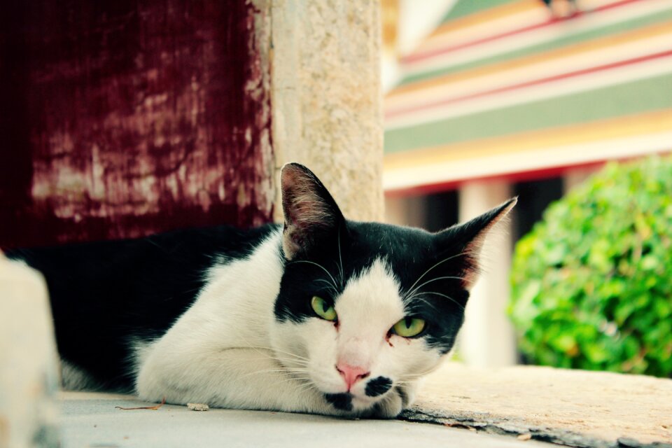 Domestic cat mieze kitten