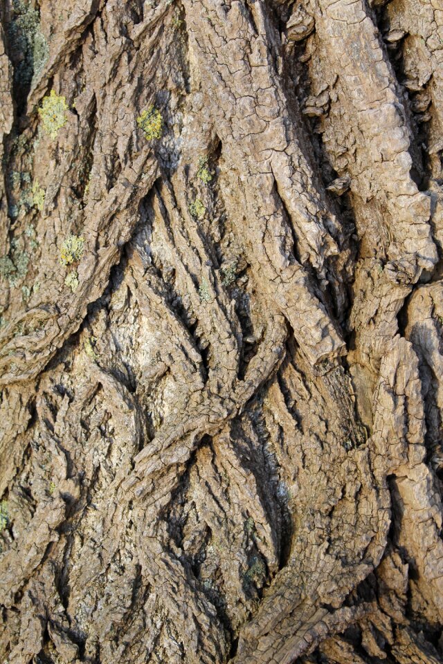 Log tribe wood