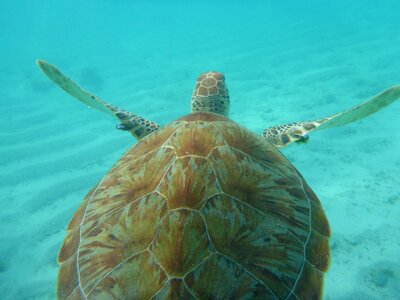 Caribbean underwater sea turtle photo