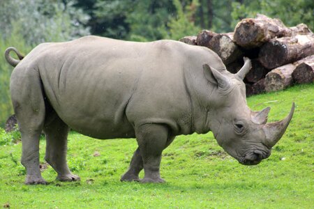 Large hard animal