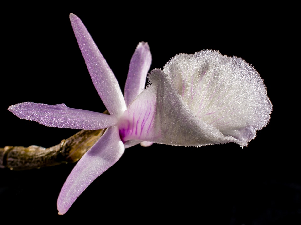 Blossom bloom flower