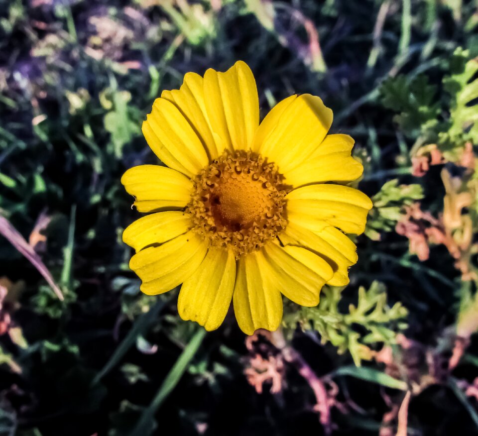 Flora cyprus cavo greko
