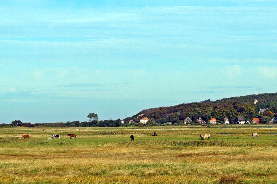 Meadow nature horses