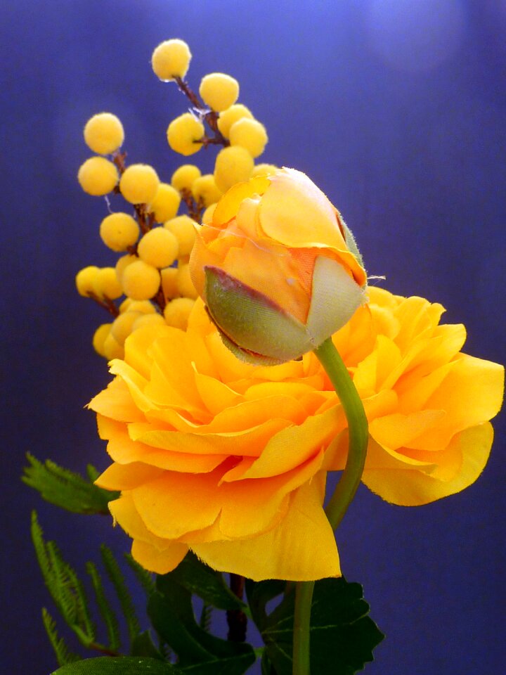Spring blossom bloom