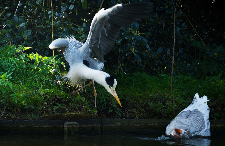 Feeding attack dive