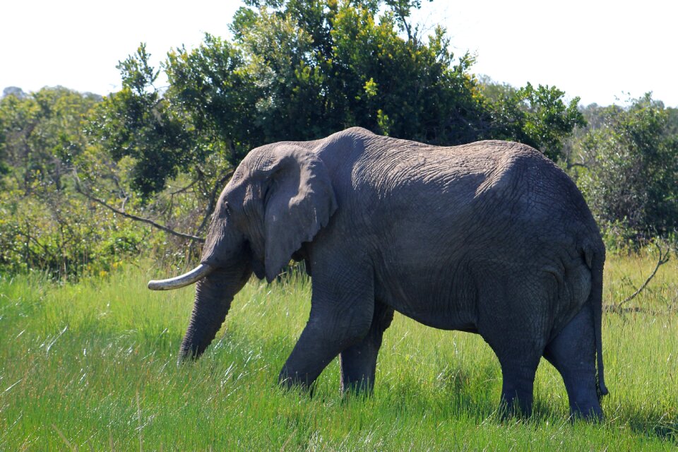 Wildlife africa