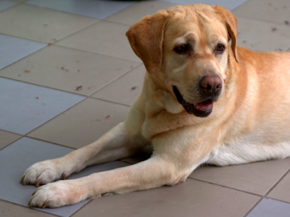 Retriever animal cute