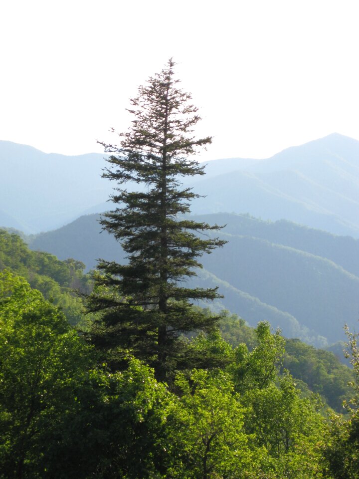 Landscape green scenery photo