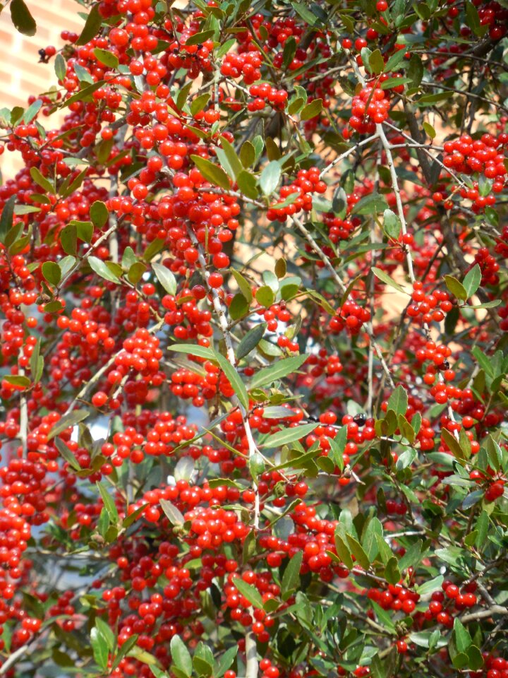 Berries red winter