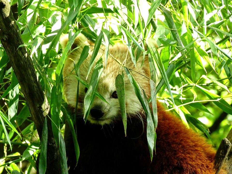 Panda cute small-panda