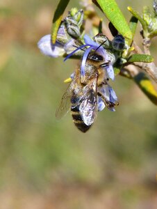 Rosemary libar sucking