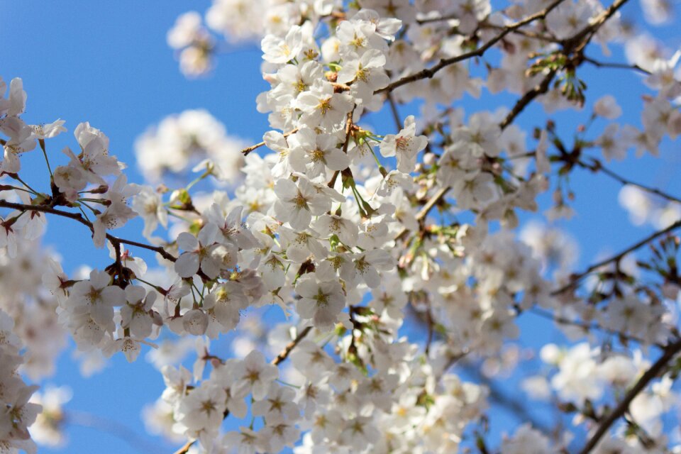Cherry tree spring japan