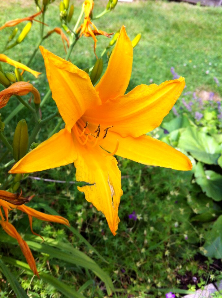 Flowers nature summer